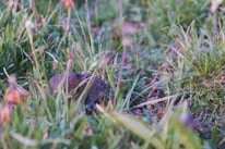 A small rodent, possibly a mouse, is partially hidden in tall, green grass with some small flowers or seed heads around. The background consists of more grass and vegetation.