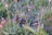 A small rodent, possibly a mouse, is partially hidden in tall, green grass with some small flowers or seed heads around. The background consists of more grass and vegetation.