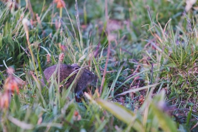A small rodent, possibly a mouse, is partially hidden in tall, green grass with some small flowers or seed heads around. The background consists of more grass and vegetation.