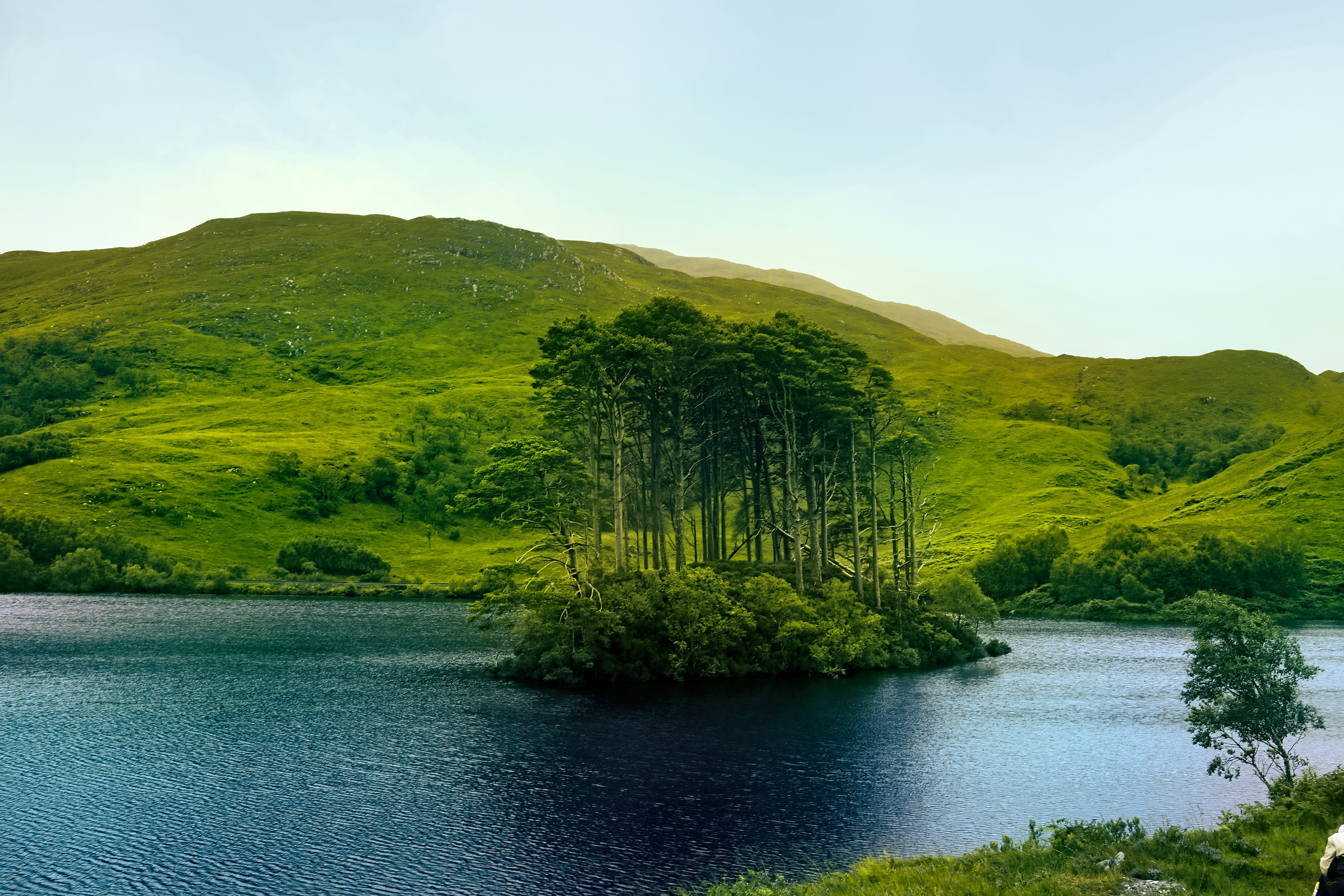 green-leafed tree