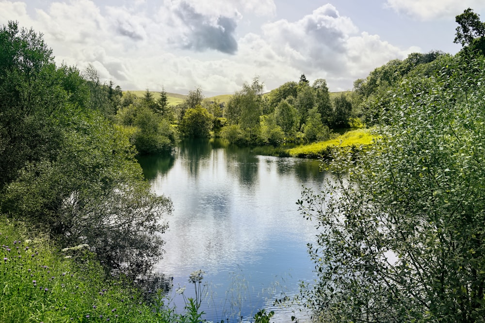 Reflejo de los árboles verdes en el cuerpo de agua durante el día