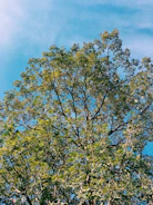 A vibrant green tree swaying gently in the breeze against a bright sky