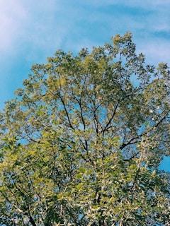 A lush green tree being planted by a volunteer, representing greenfluxion’s commitment to reforestation.