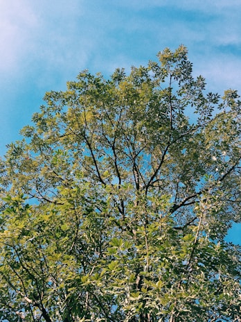 A lush green tree being planted by a volunteer, representing greenfluxion’s commitment to reforestation.