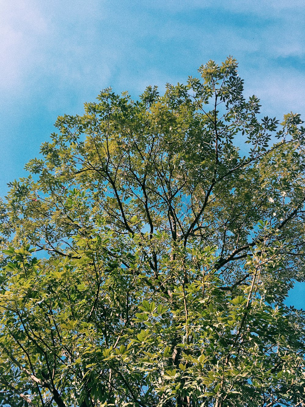 green trees during daytime