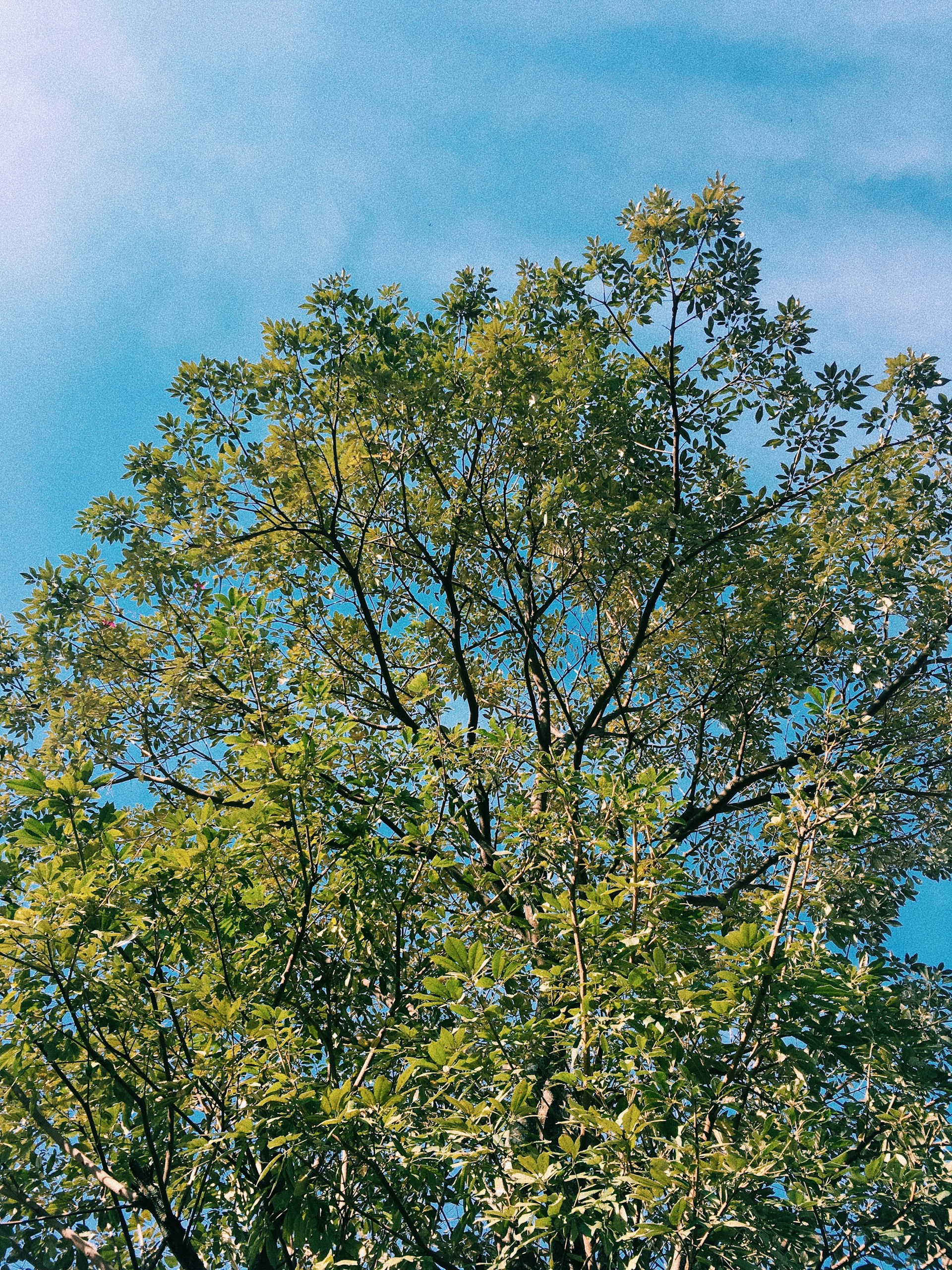 woman wearing yellow long-sleeved dress under white clouds and blue sky during daytime