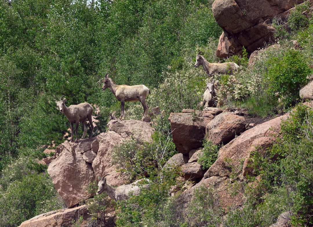 shallow focus photo of deer near trees