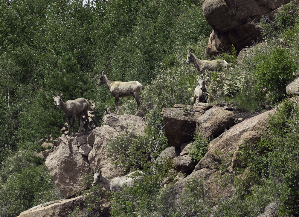 shallow focus photo of deer near trees