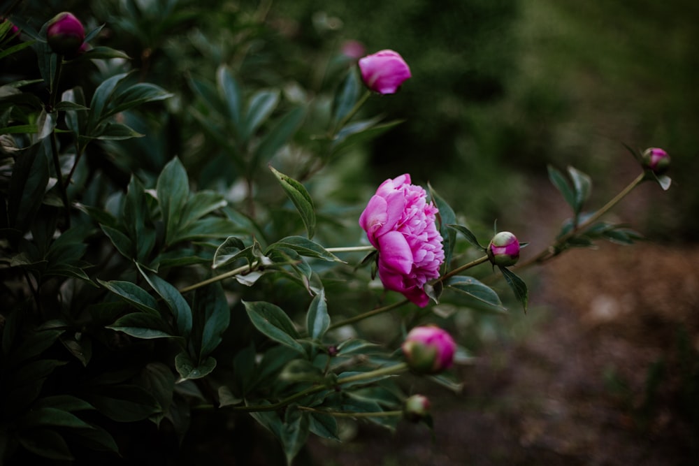 pink roses