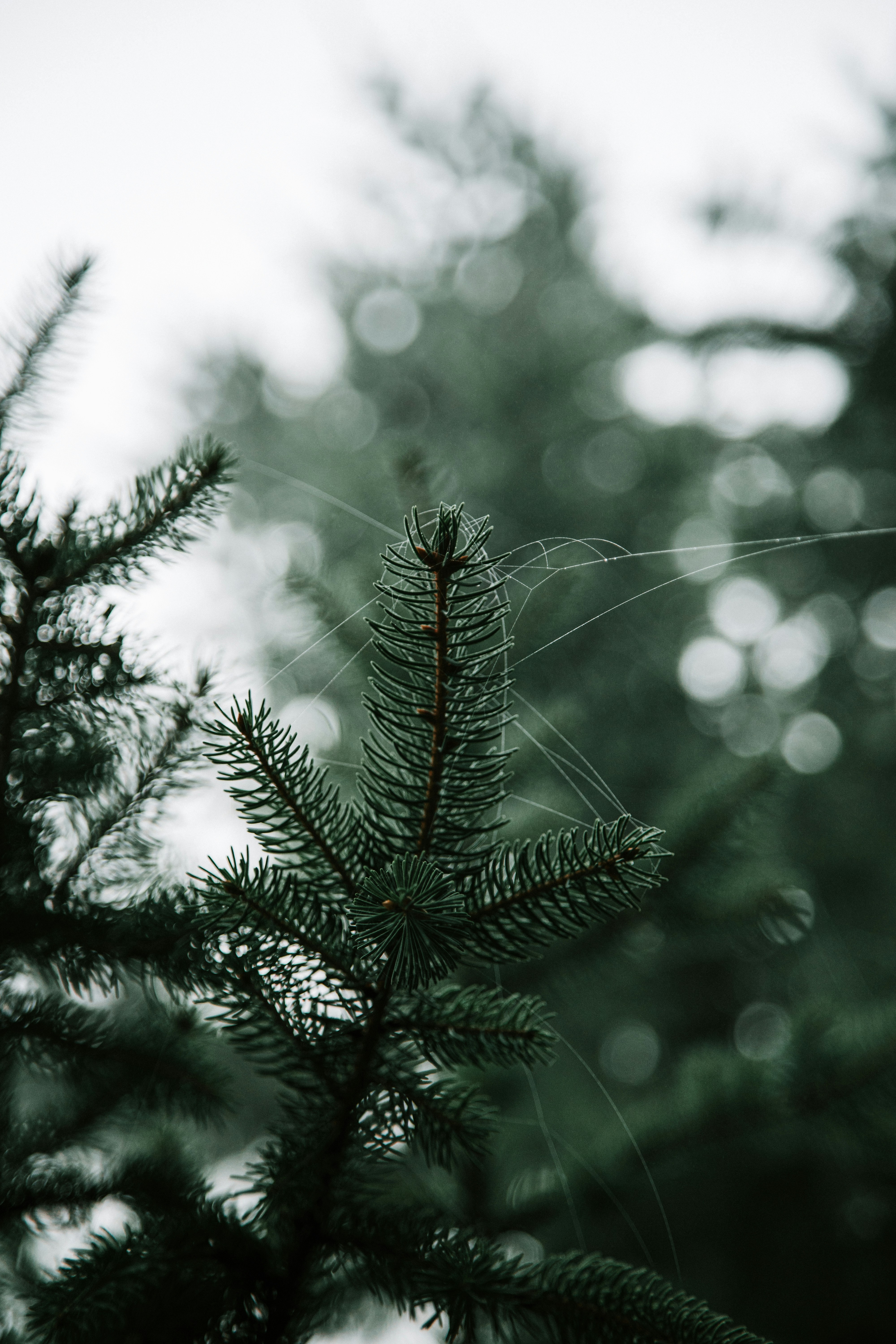 Photo by joshuahanson43