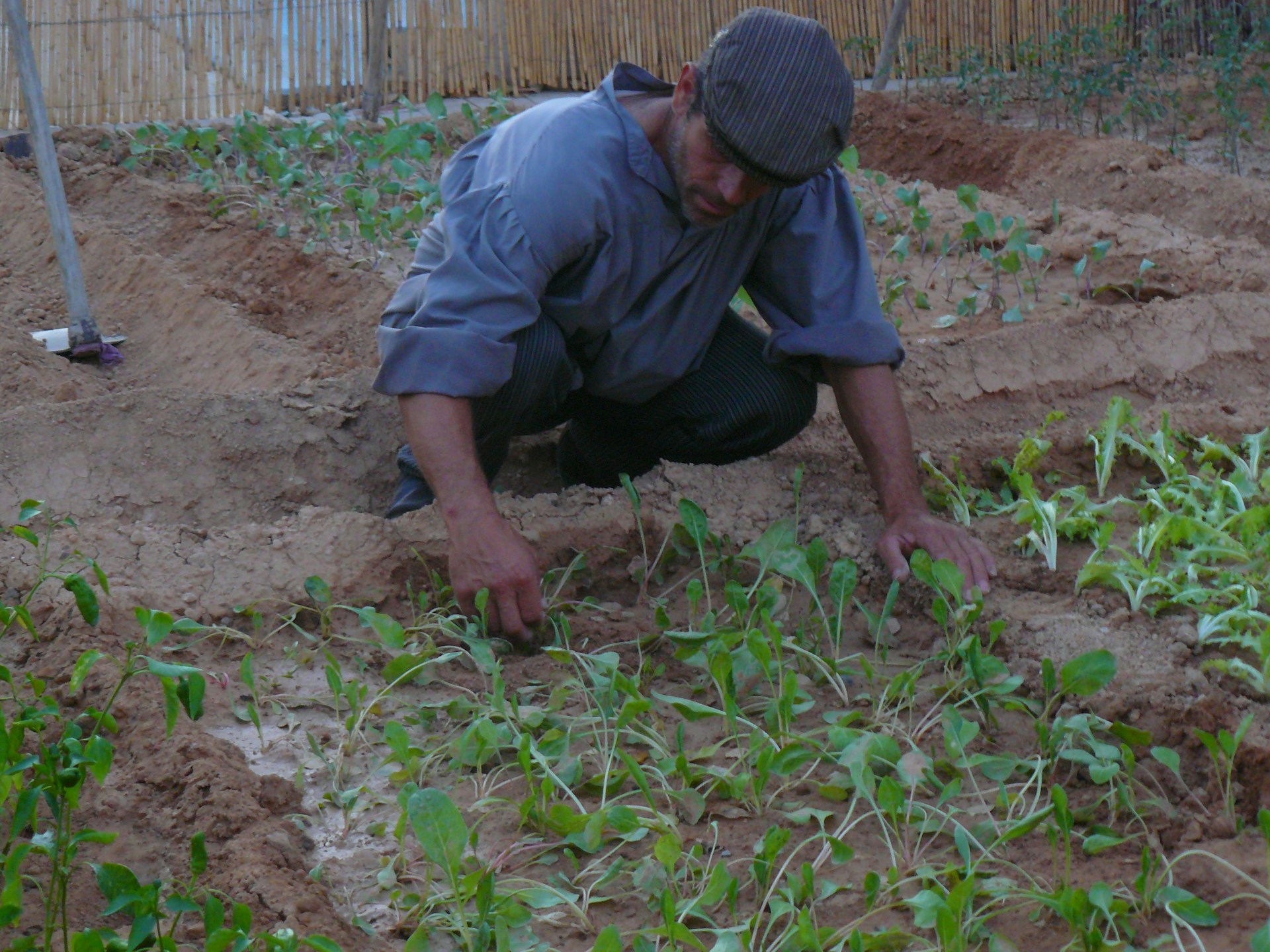A person wearing a cap and long-sleeved shirt is kneeling on the ground while tending to young plants in a garden. The garden has neatly arranged rows of seedlings, and there are wooden fences in the background.