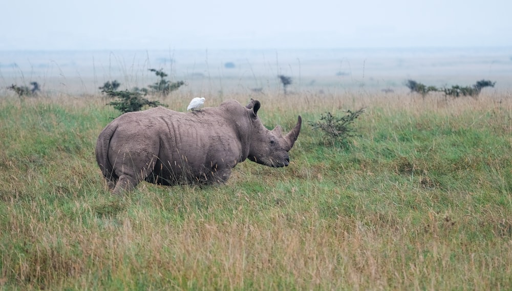 white bird perching on rhino's back