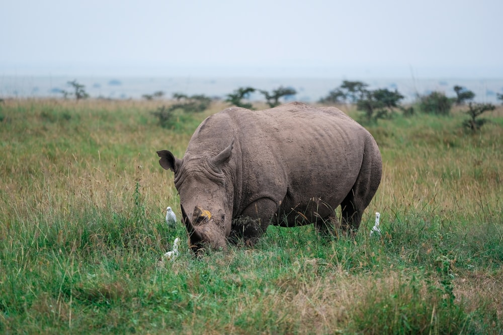 gray rhinoceros eating grass on field