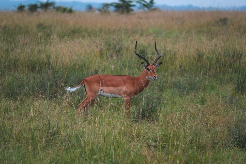 brown deer in field during daytime