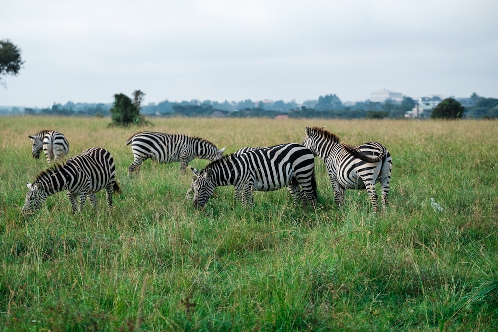 zebras on field