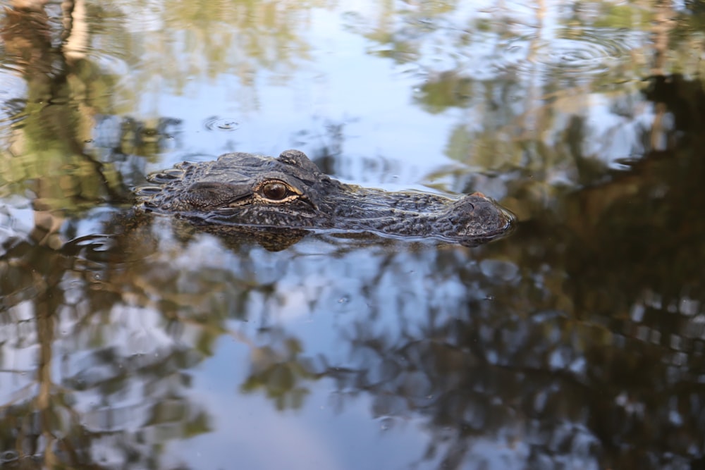 shallow focus photo of crocodile in body of water