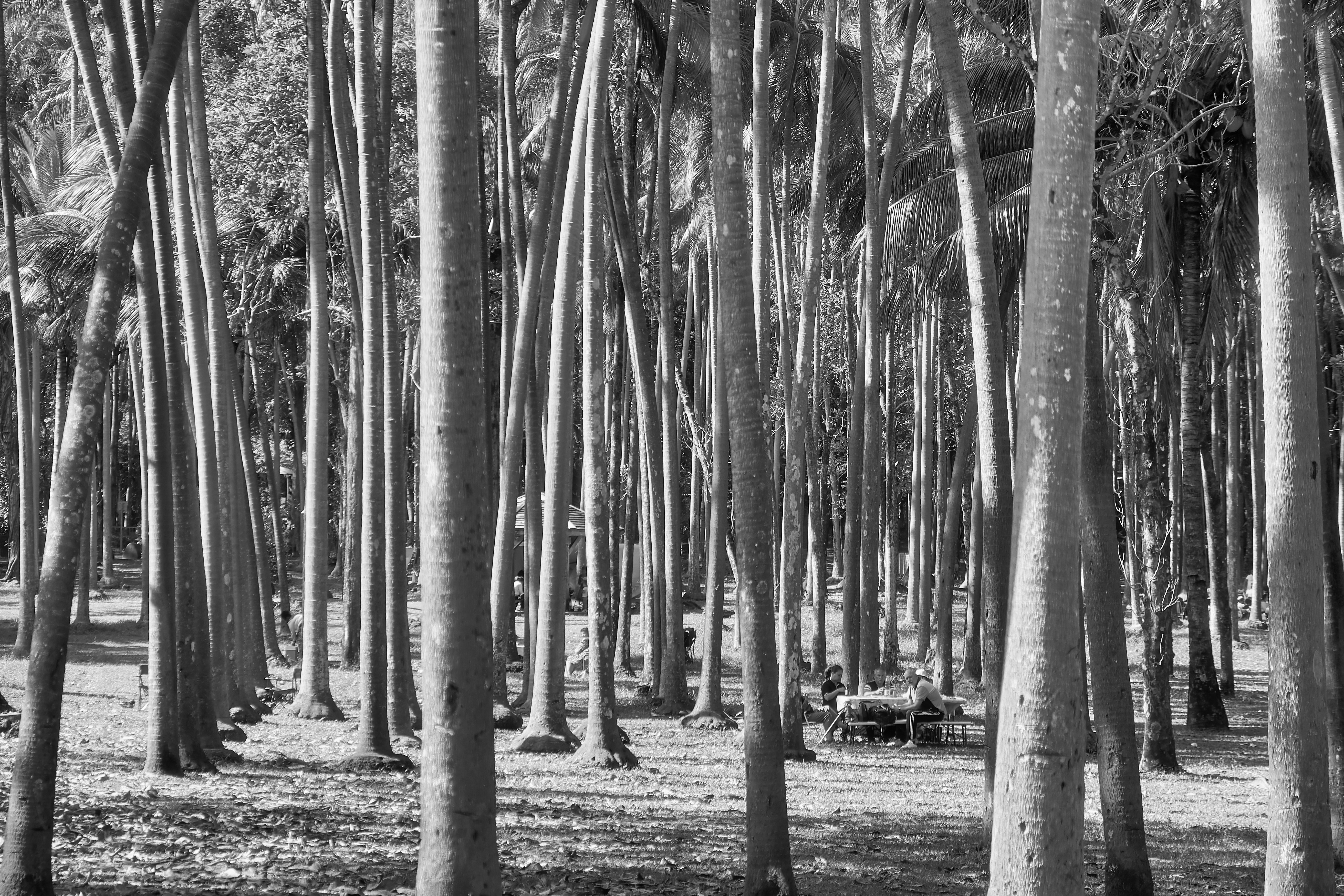 Graustufenfotografie von Bäumen