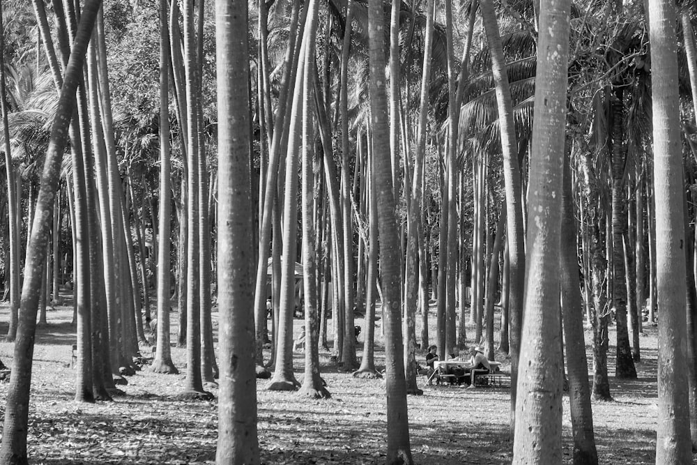 grayscale photography of trees