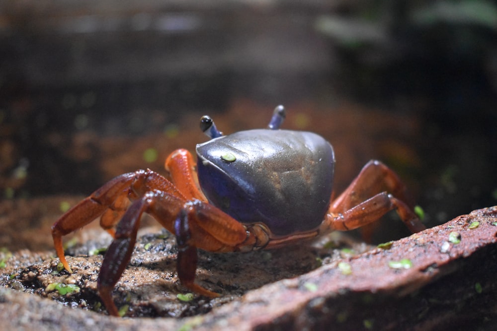 brown and gray crab