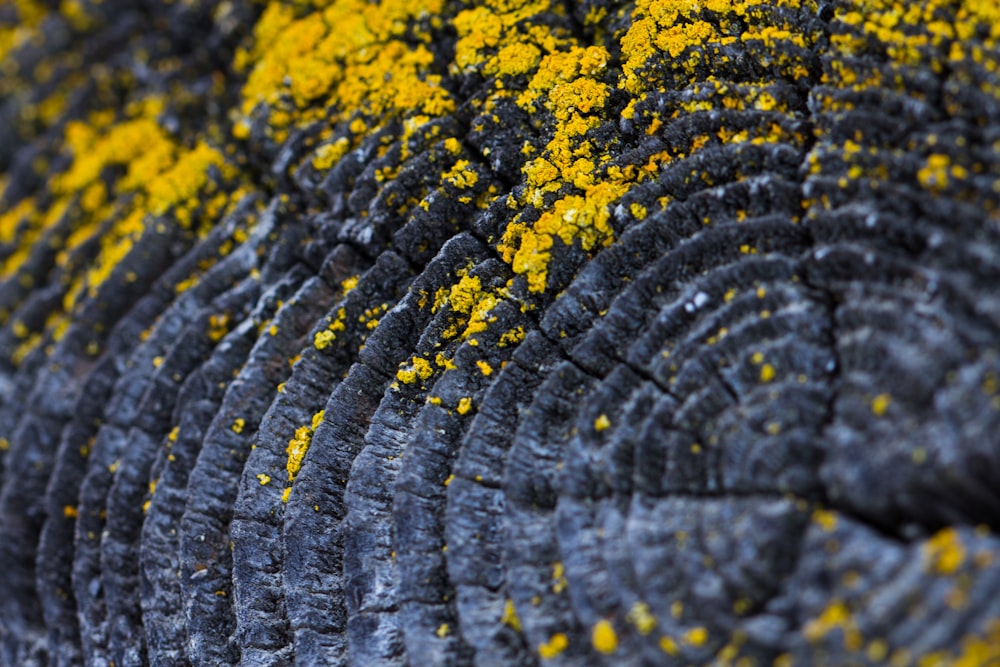 a close up of a tree trunk with yellow paint on it