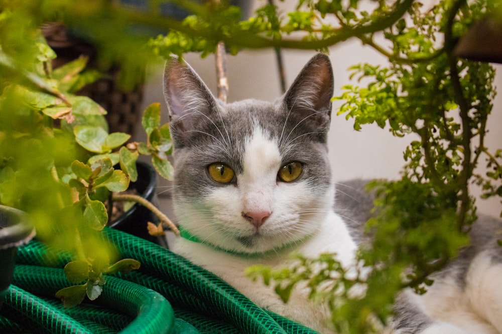 white and gray cat surrounded by green-leafed plant