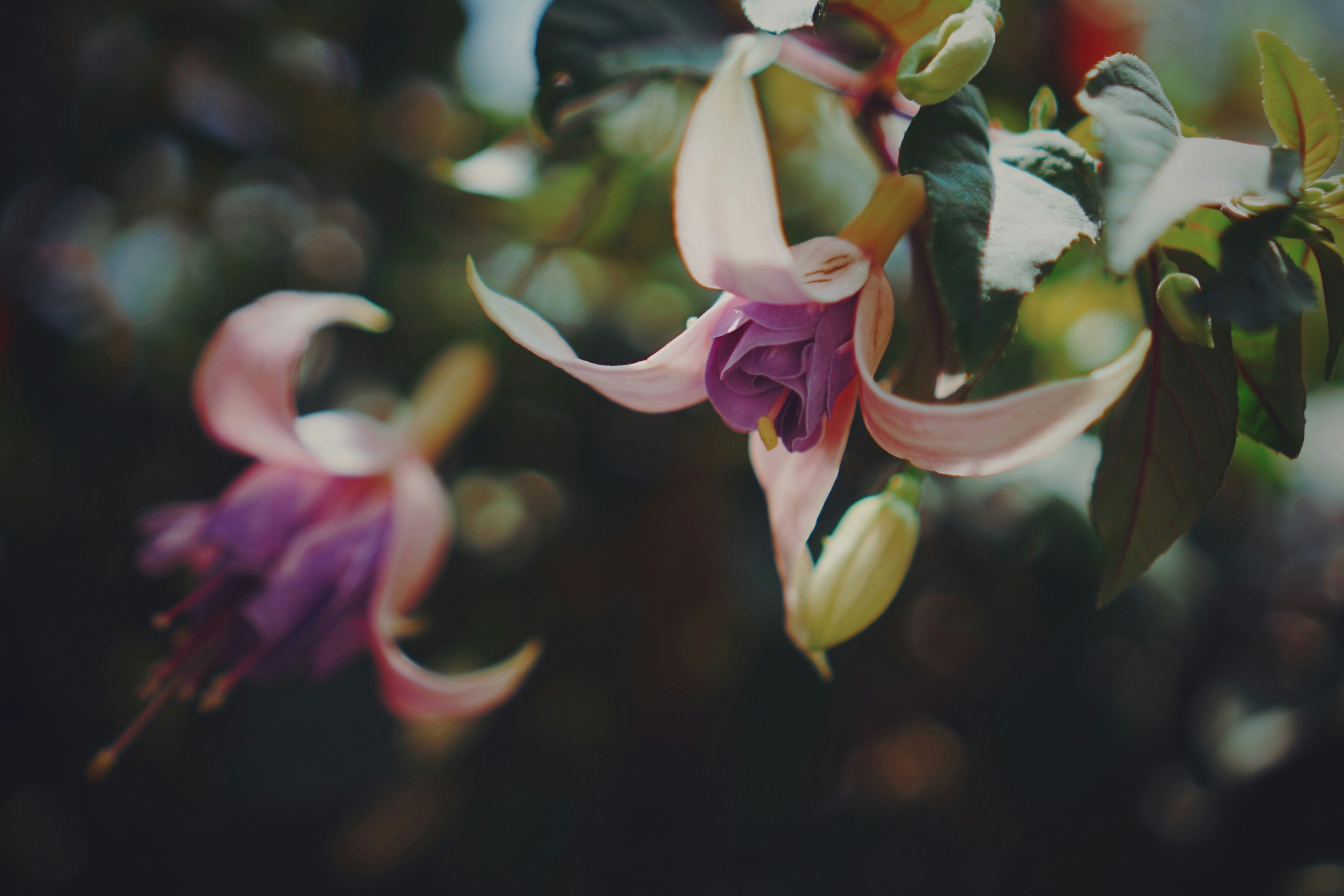 Photo by liaoweimeifang