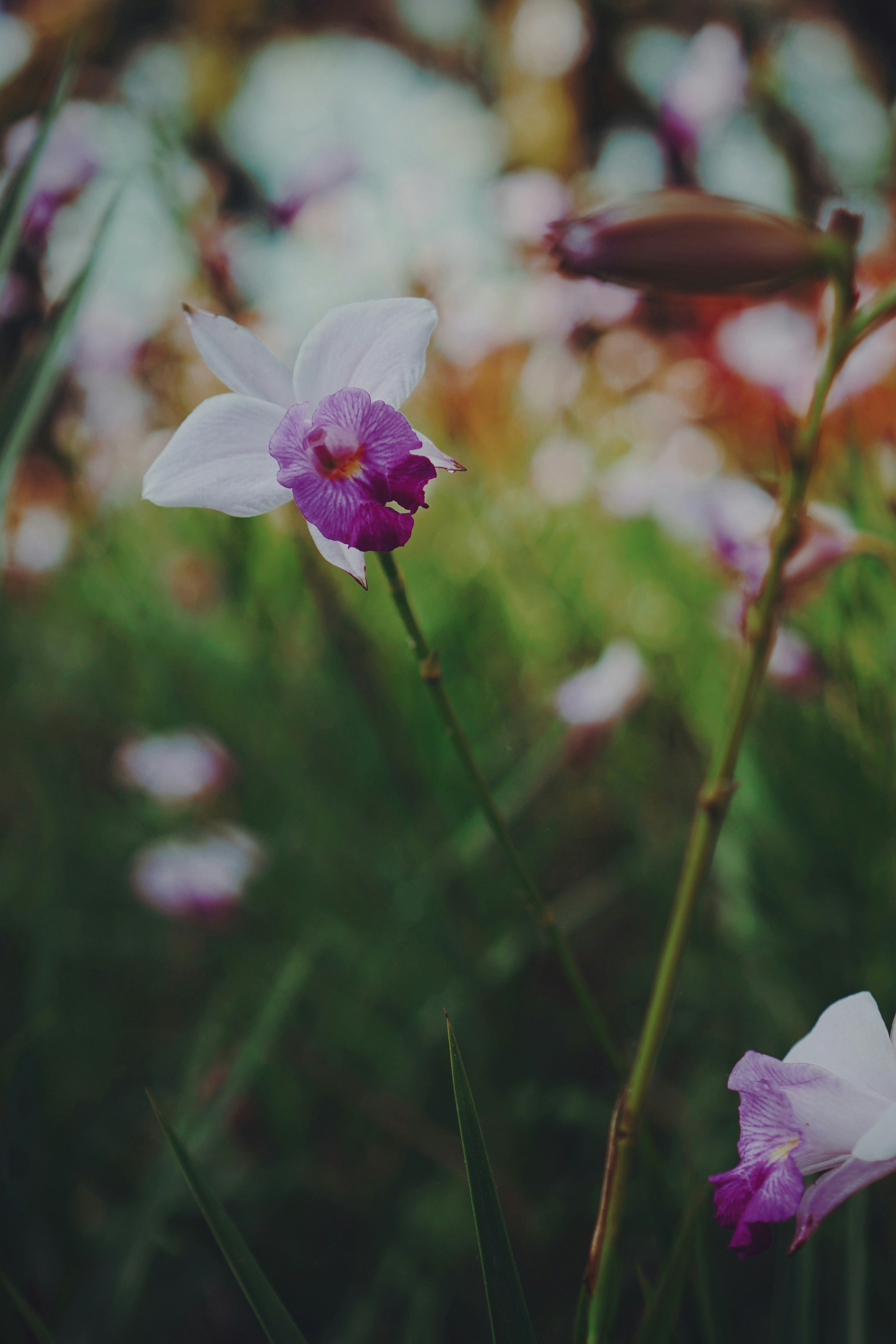 Photo by liaoweimeifang