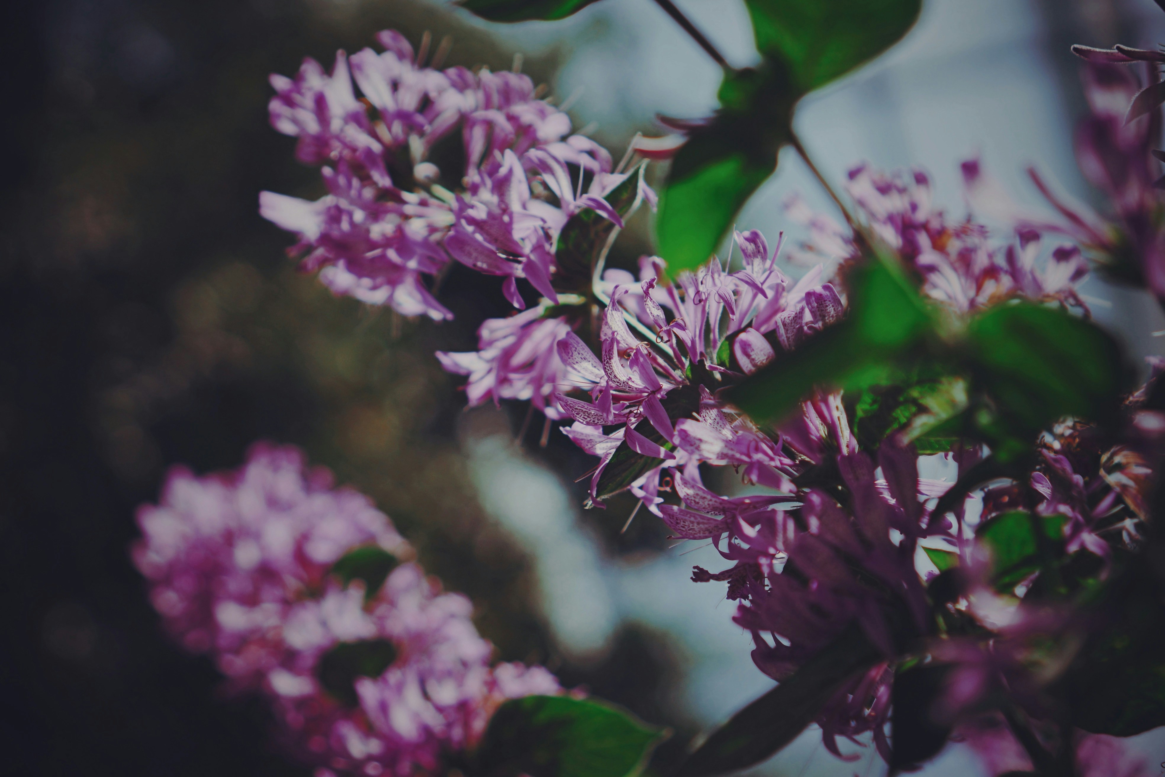 Photo by liaoweimeifang