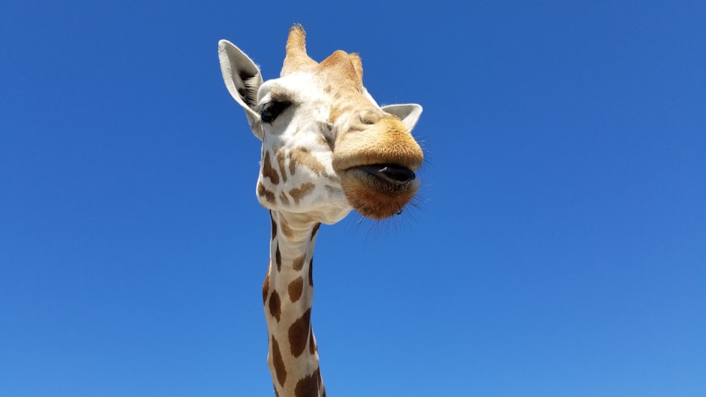 giraffe under blue sky