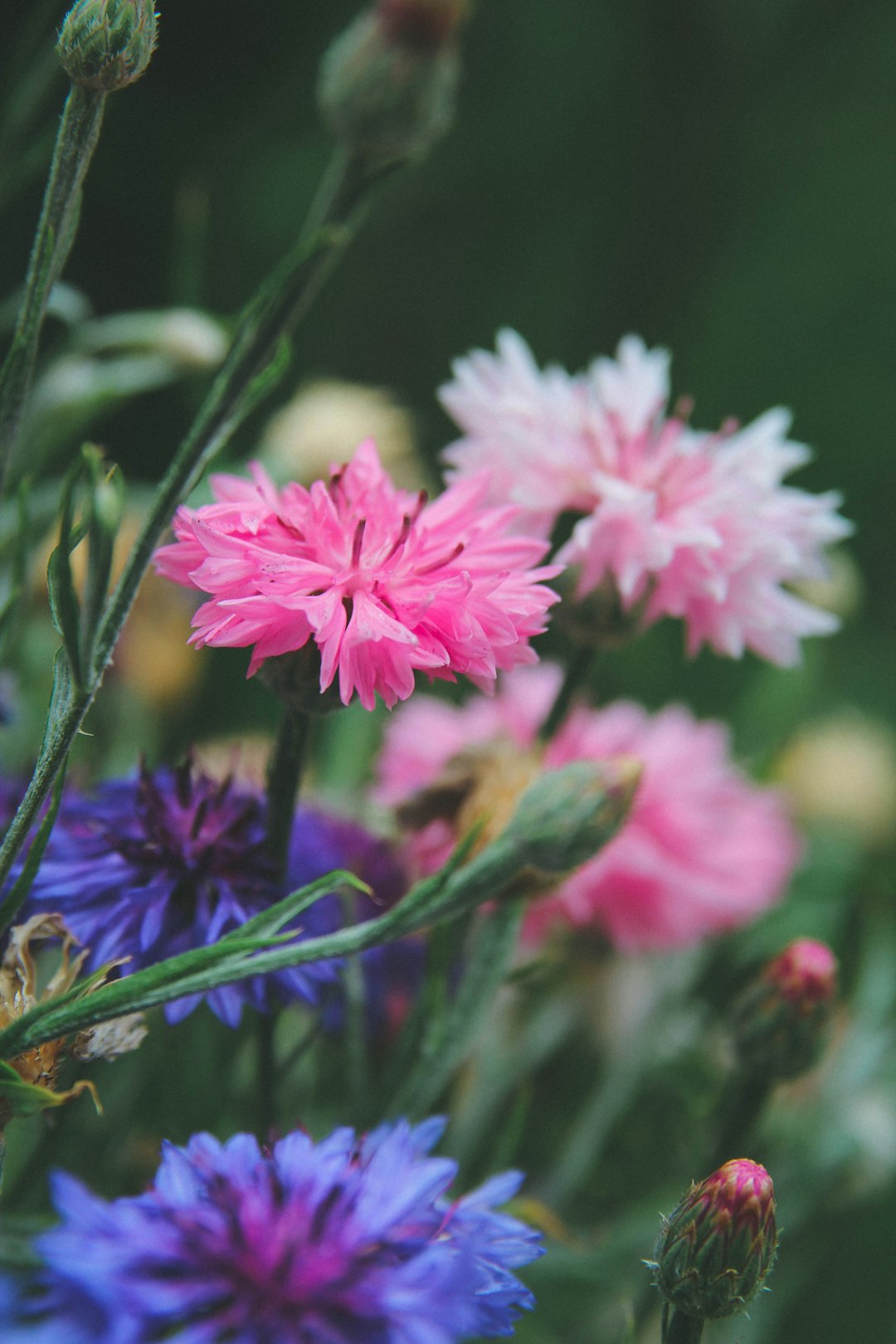 pink and blue flowers