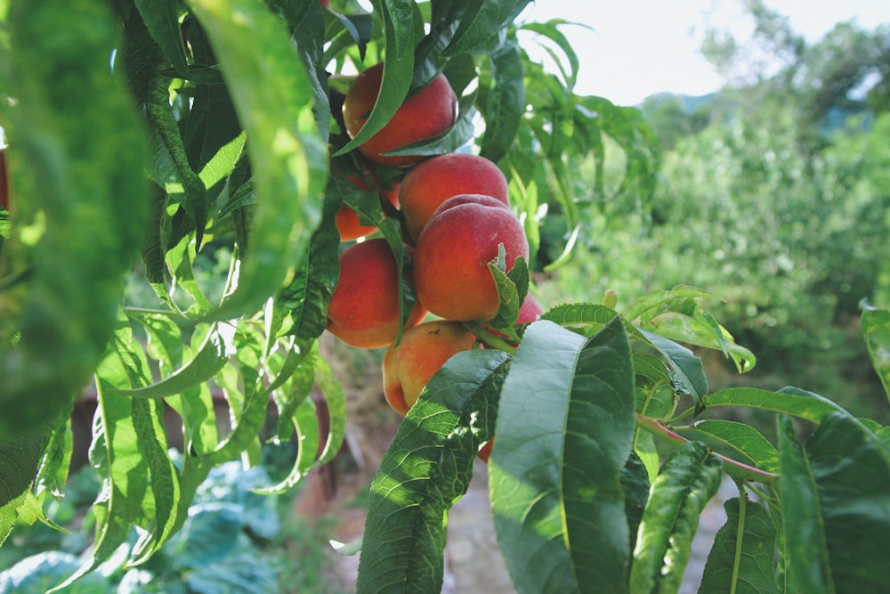 a tree filled with lots of ripe fruit