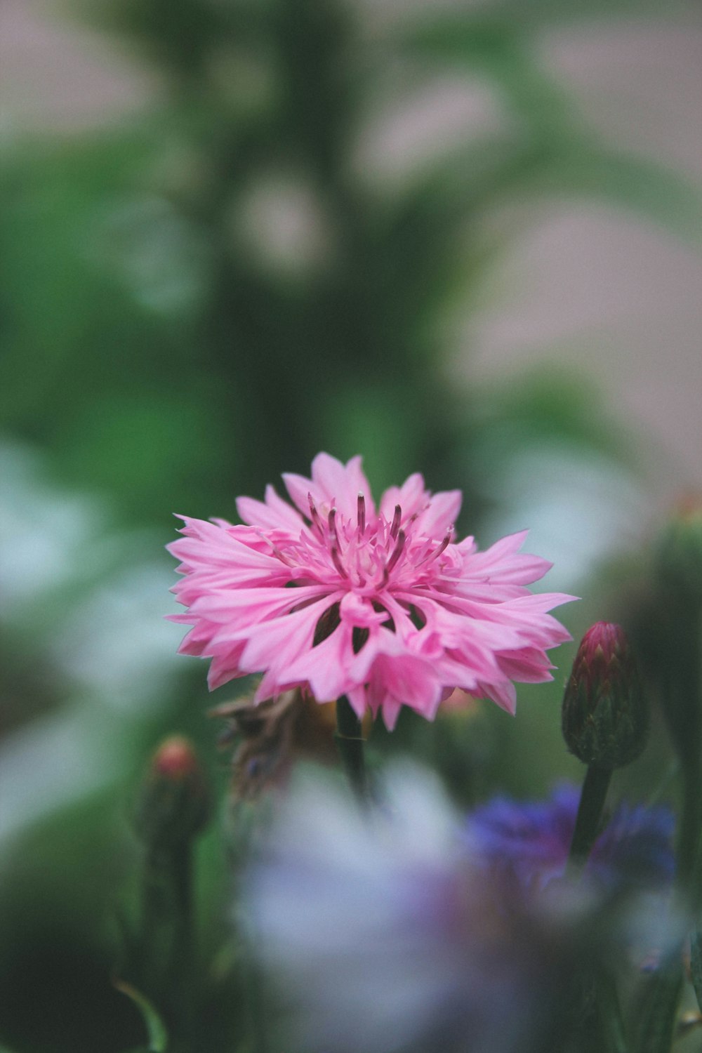 pink-petaled flower in selective-focus photography
