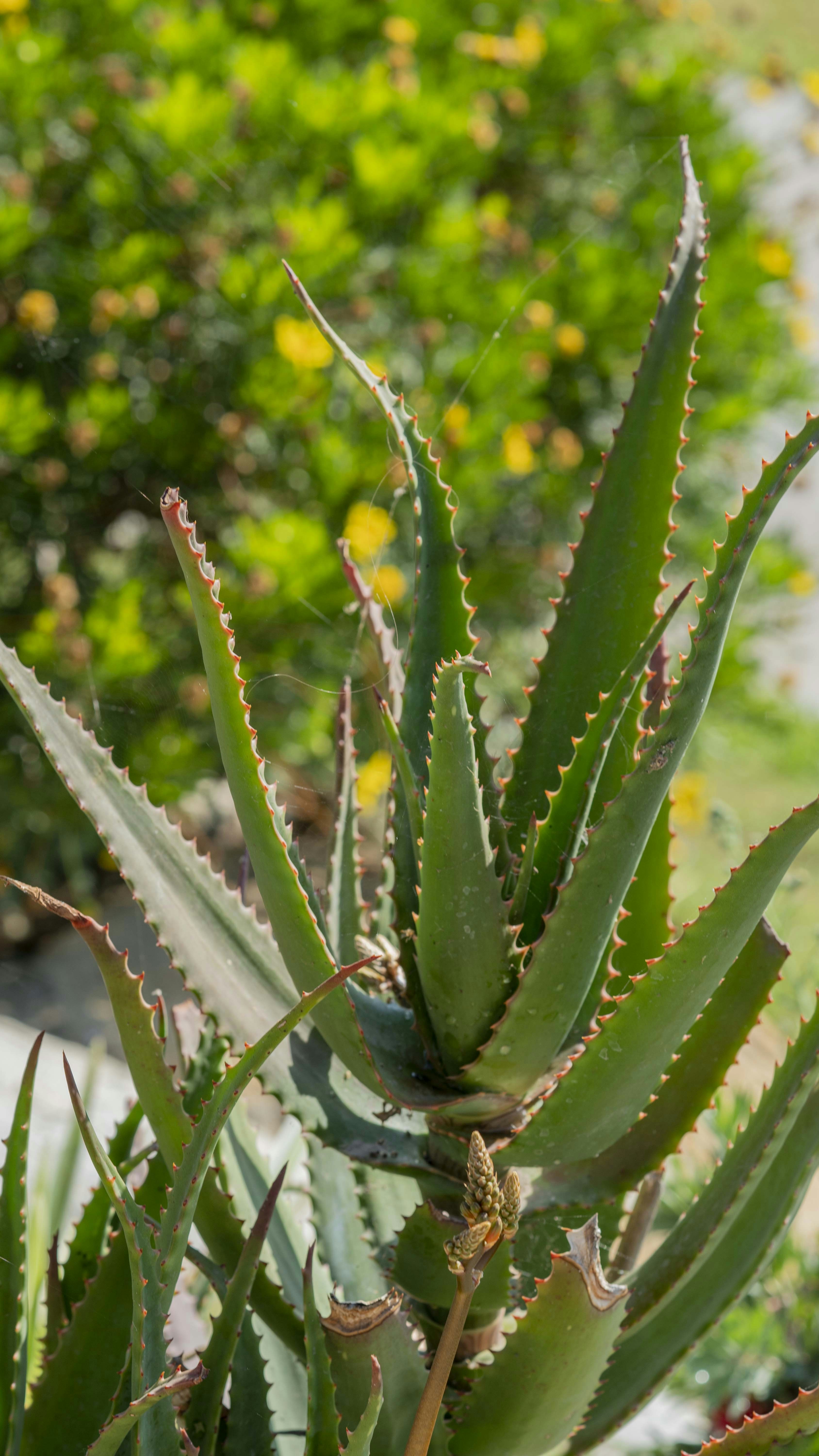 Photo by vincebalderas