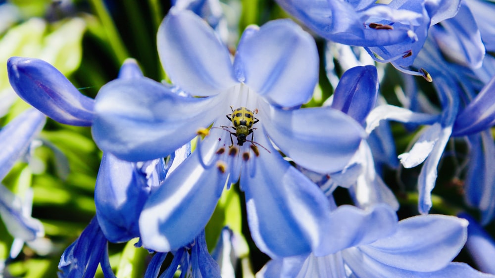 blue-petaled flowers