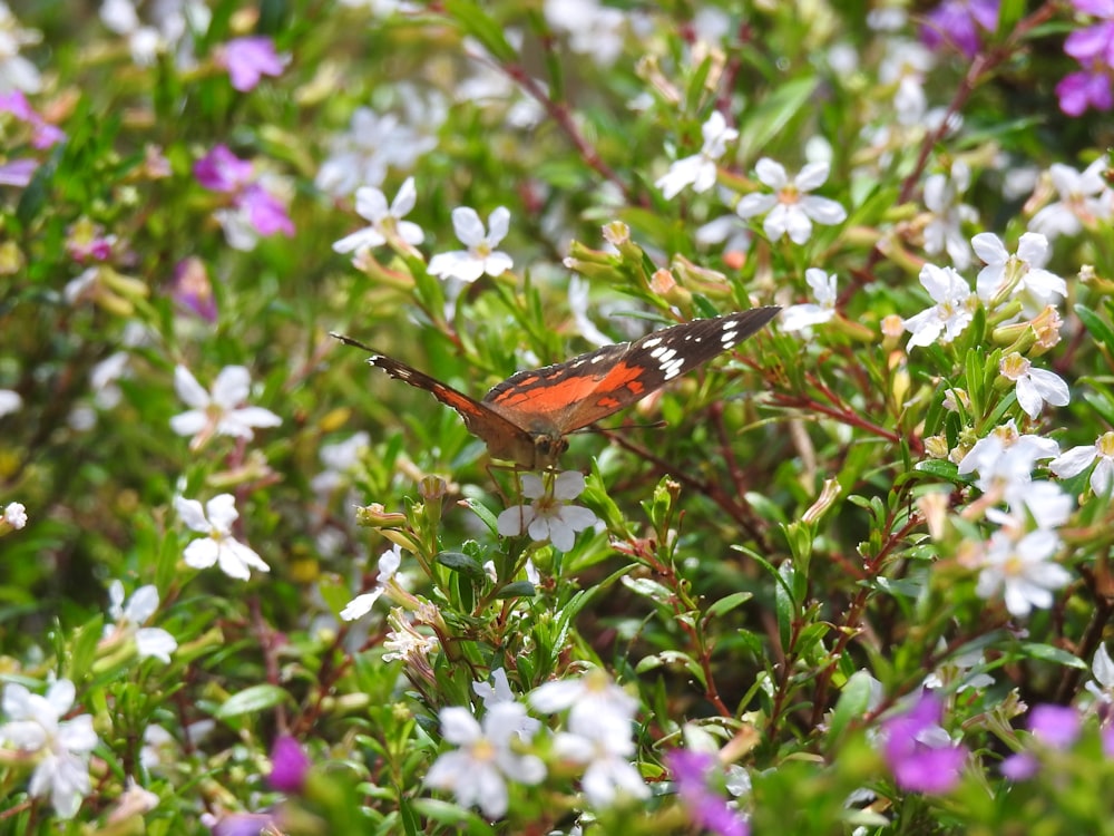 borboleta laranja e preta empoleirada na árvore