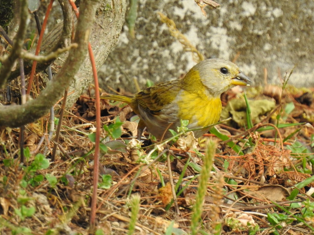 pássaro cinza e amarelo na grama