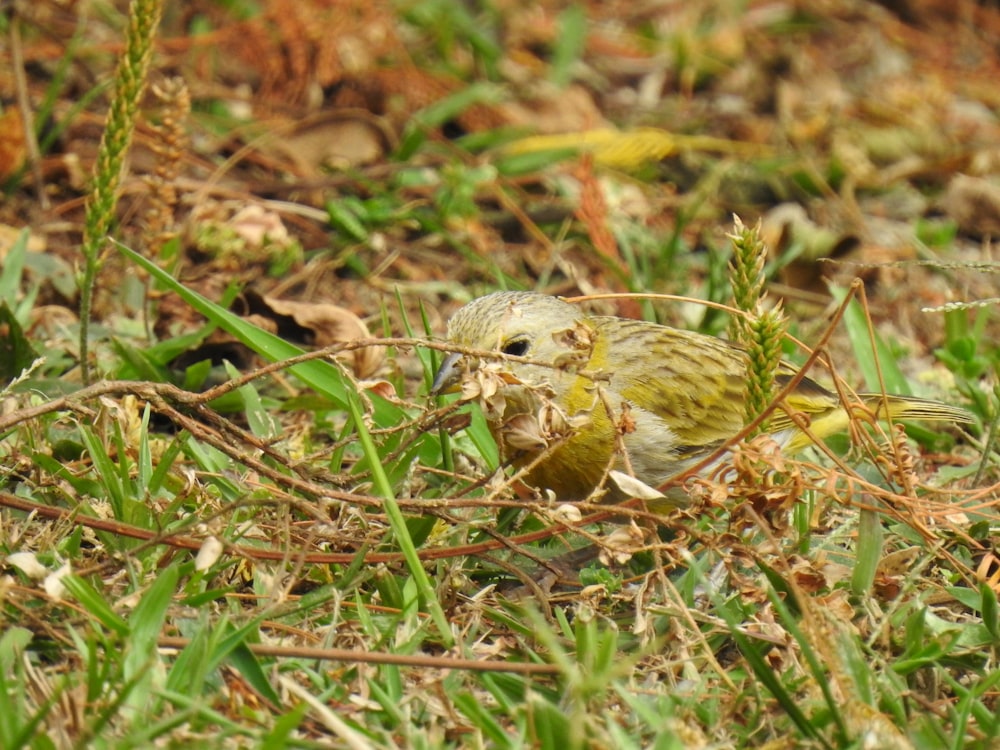 Photo de mise au point peu profonde d’un oiseau gris