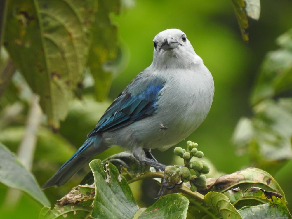 closeup photo of bird on tree