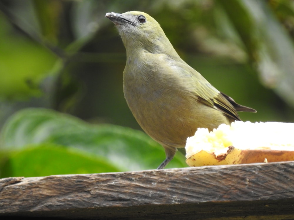 green bird