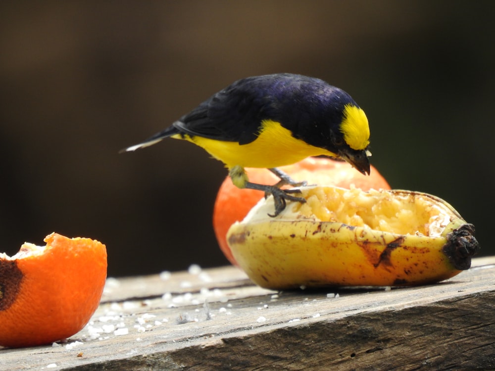 bird eating banana fruit
