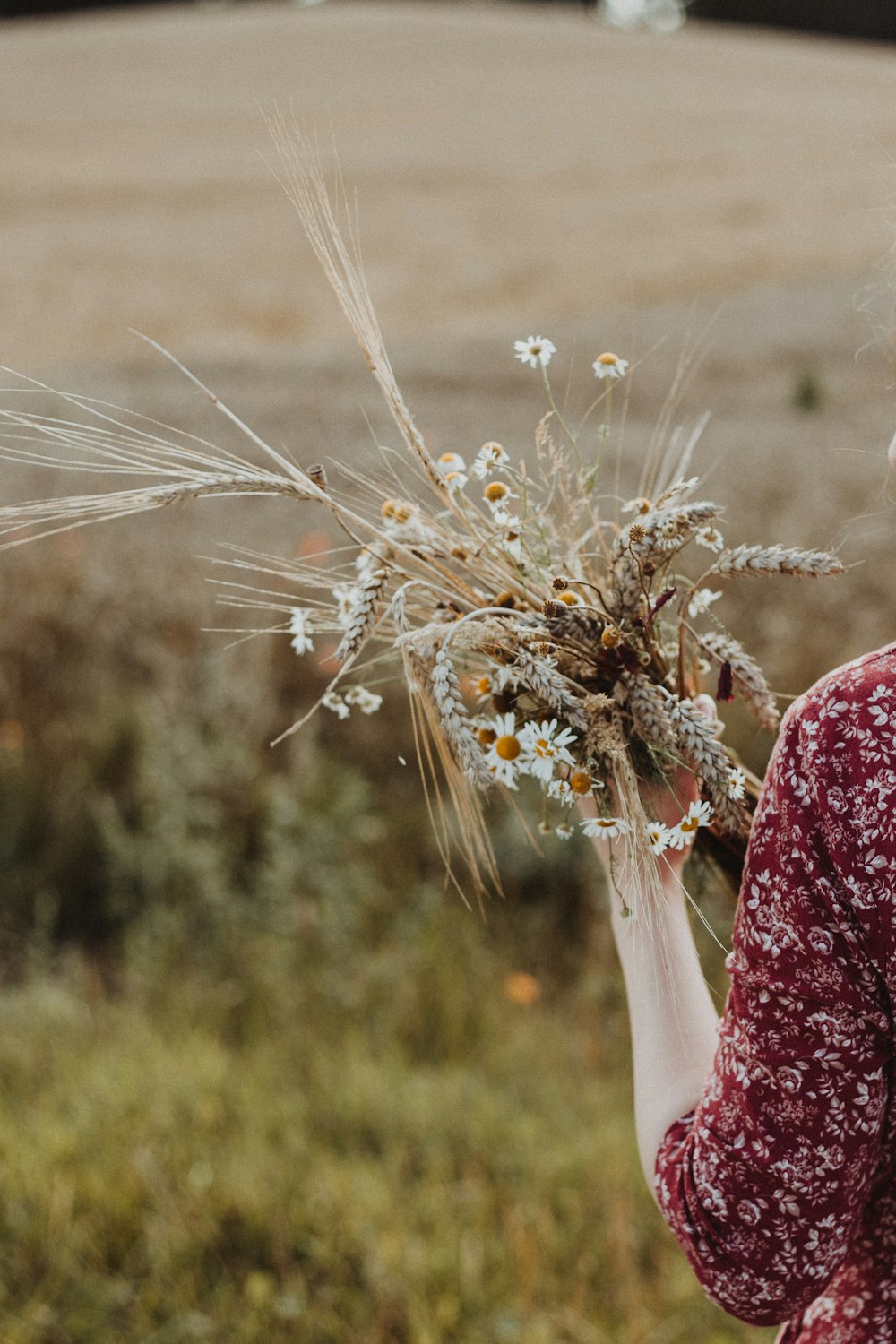 person holding white and yellow daisy flowers