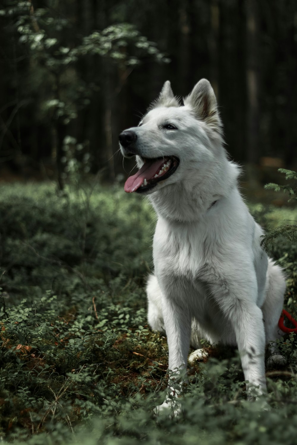 short-coated white dog outdoor during daytime