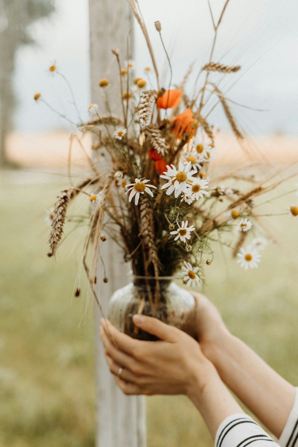 person holding of pot of white and orange-petaled flowers