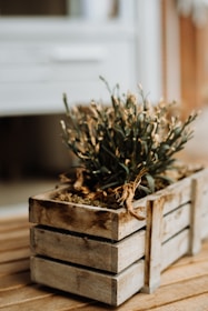 A wooden planter box with a rustic design containing a plant with delicate green leaves and dried flowers. The box is placed on a wooden surface, and the background is softly blurred, hinting at an indoor or garden setting.
