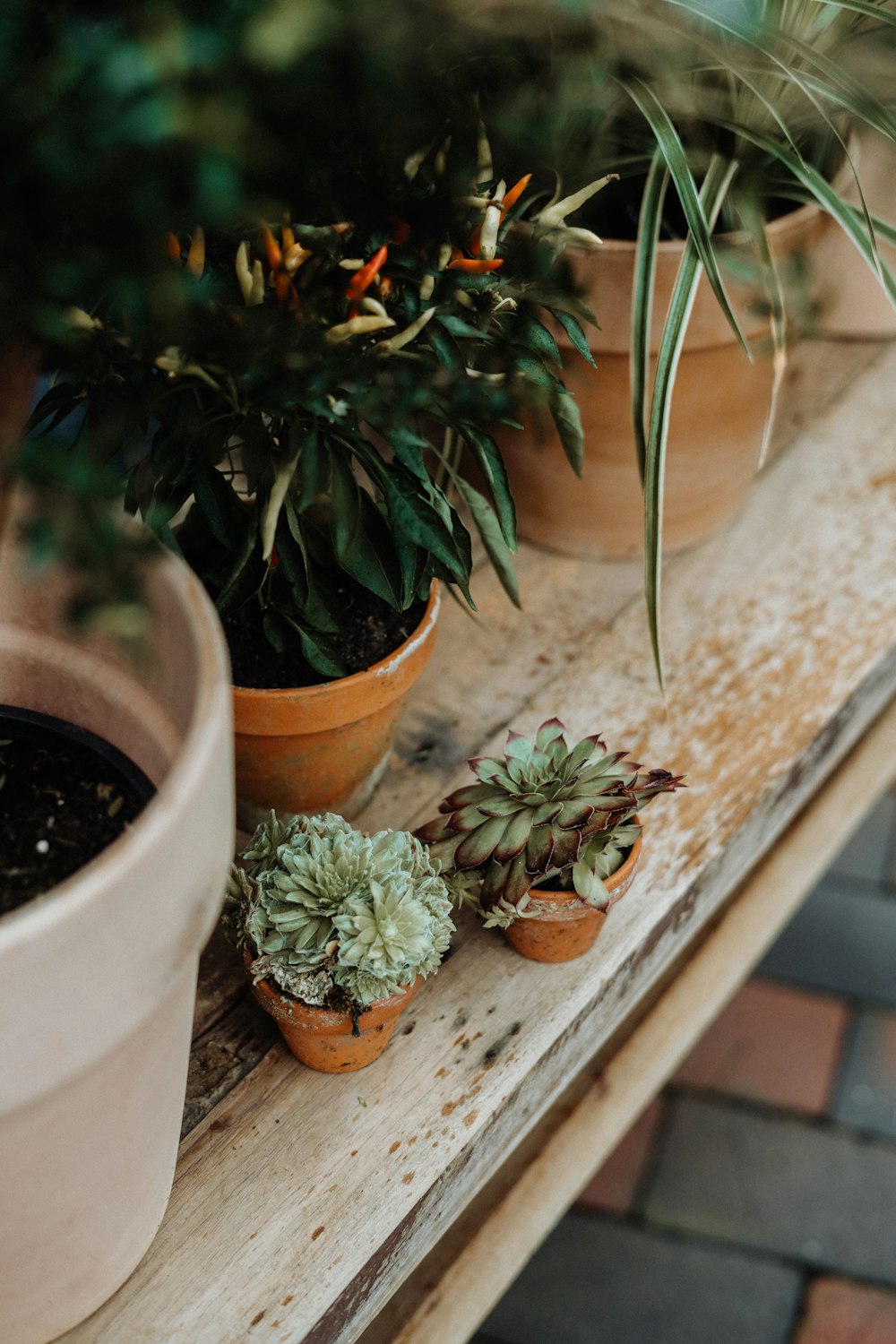 closeup photo of potted plants