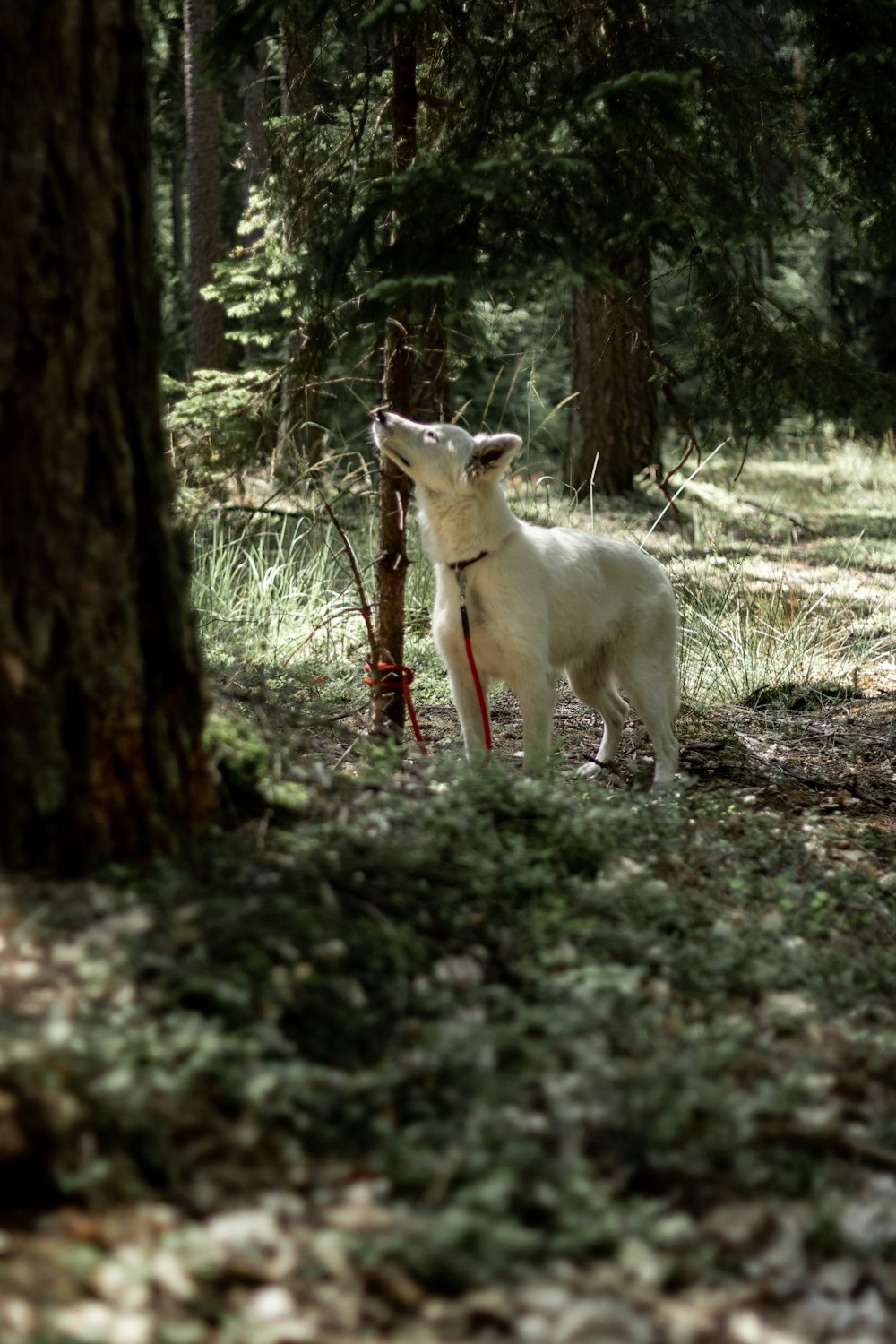 white short-coated dog standing on forest during daytime