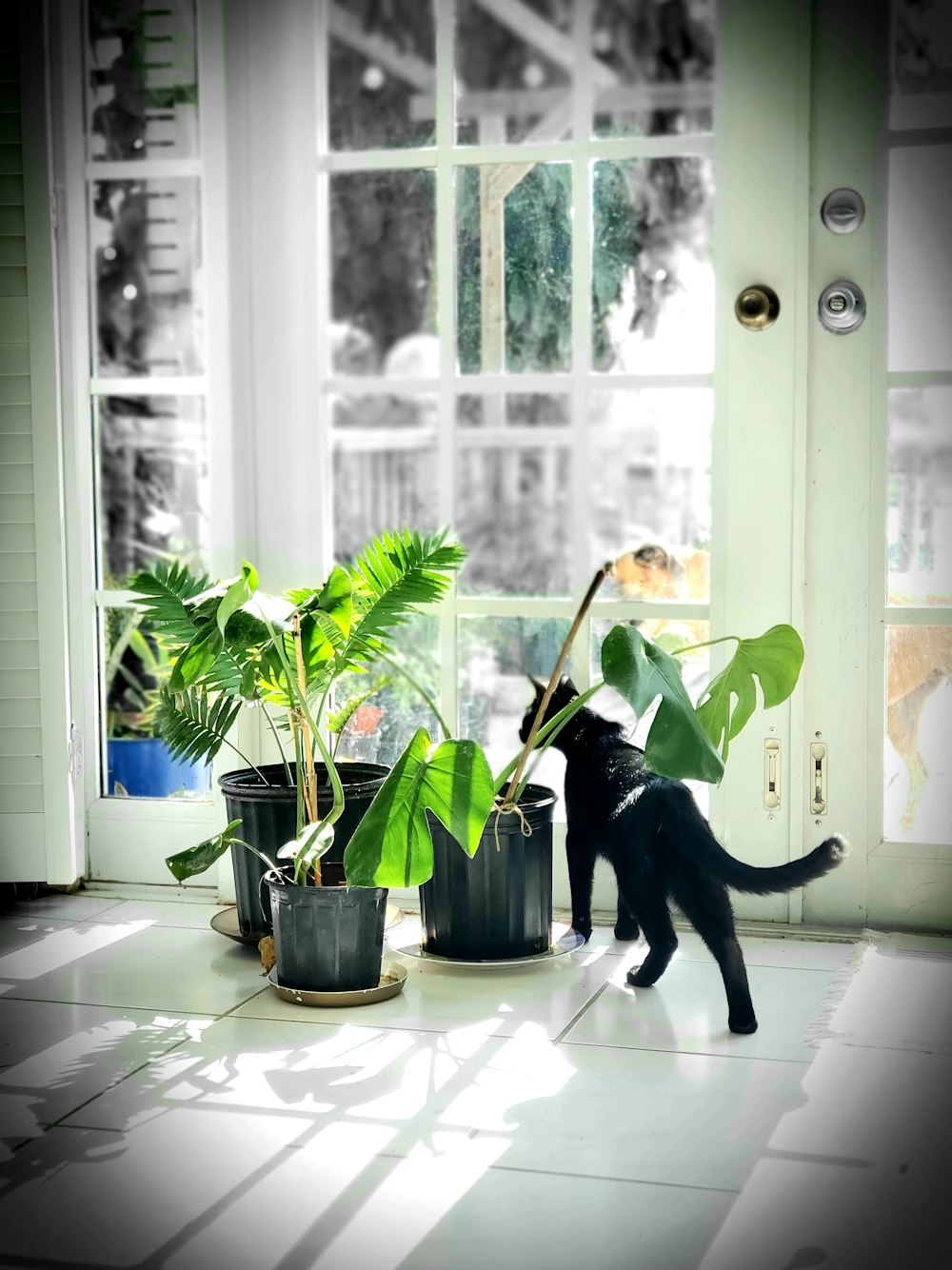 cat near plants