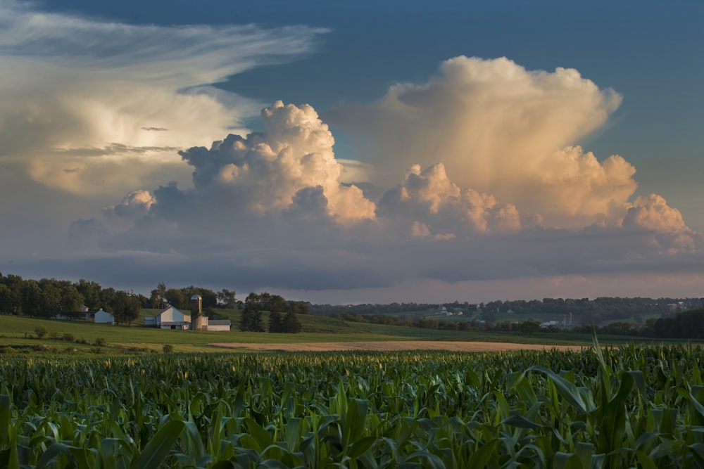 corn field under clear blue sky and white clouds during daytime