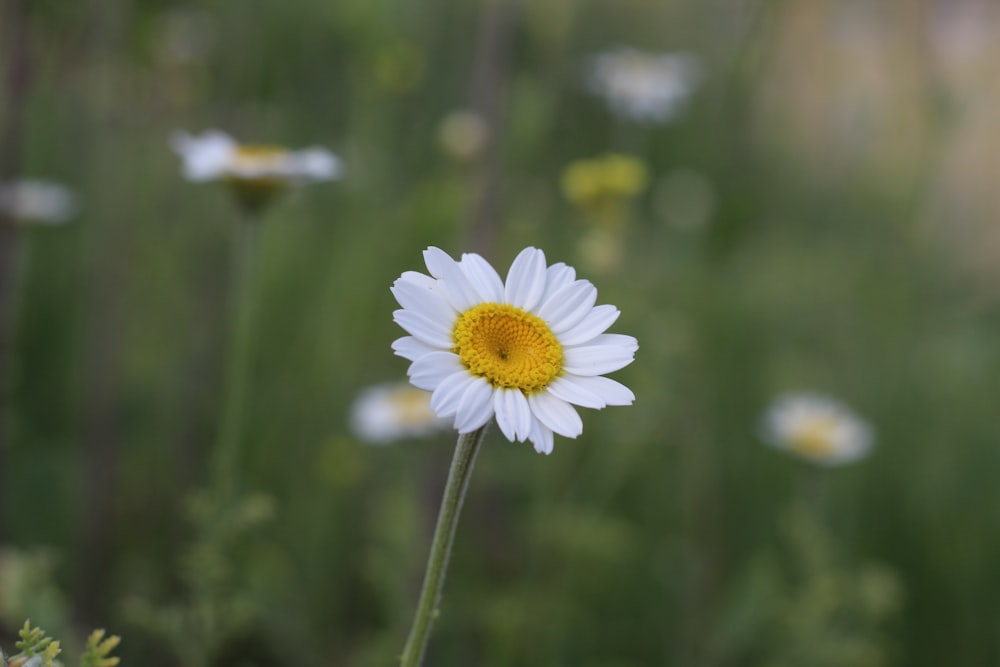 shallow focus photo of daisy flower