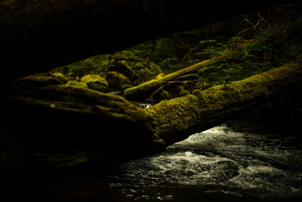 a mossy log laying on top of a river